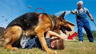 K9 Dog Saves Boy from Deadly Swarm&hellip; But What He Found in the Shed Changed Everything
