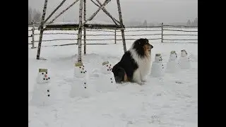 Adventures of farm collies ep 30 How collies have fun in the winter? 2