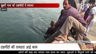 Rescued the sinking cow kotakhabar.com 01-01-2018