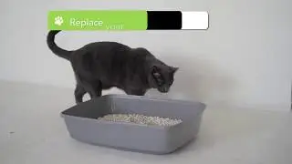 Transitioning to Skoon