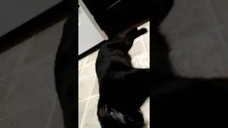 Crazy cat acrobatics