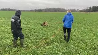 Lets talk about dog training - Tracking with Christer H&auml;ggstr&ouml;m ENG subtitles