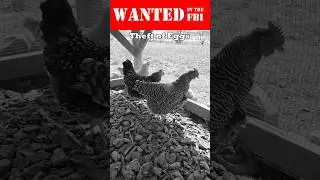 How To Stop Chickens From Eating Their Eggs - Noir Detective Style #howto #chicken #eggproduction