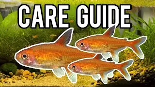 Should YOU get an Ember Tetra? (Care Guide)