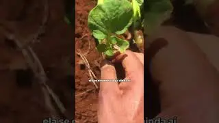 Agrion em campo: resultados em produtividade e qualidade na batata em MG.