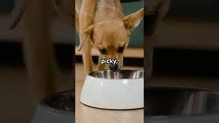 Can Dogs Really Taste Water? 🐶💧