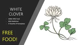 WHITE CLOVER - Wild Plants - Edible & Medicinal - Eastern United States [Foraging Fridays]