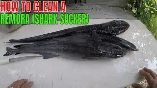 HOW TO CLEAN A REMORA (SHARK SUCKER)