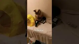 Felix # Chat Exotic #chat #cat #kedi #chaton #kitten  Perroqeet#caiques#mini#per#roquet grisdugabon
