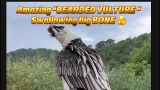 Amazing &ldquo;BEARDED VULTURE &ldquo; swallowing big Bone