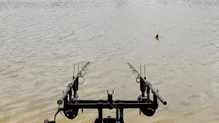The fish were feeding close to shore today