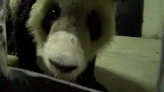Giant panda Ya Ya in quarantine at Shanghai Zoo after arriving from the U.S.