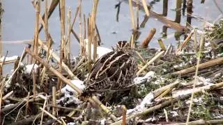 Vroege Vogels - Een watersnip