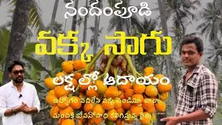 ll Areca Nut Farming ll Income in lakhs ll Nandampudi farmer ll #harshasriram77 #crop