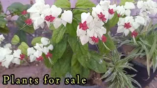 Plant Sale- 19.01.2026 / Petals