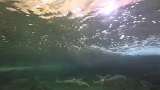 YellowTail Fish Farming Korea