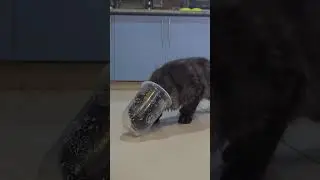 Curious kitten&rsquo;s Adorable Struggle  #CatShorts #CuteCats #FunnyCats #CatLovers #CatLife  #CatVideos
