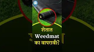 शेतात Weedmat का वापरावी?#farming #drip #dripirrigation #farmer #dripsystem #education #smartfarming