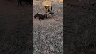 boars with a bow luminok arrows