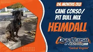 6 Month Old Cane Corso/ Pit bull mix (HEIMDALL) Virginia's Best Dog Trainers Off Leash K9 Training