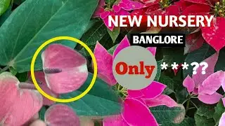 New BANGLORE Nursery Visit- Itne Saste Paudhe kahi nahi hai #plant #gardening 