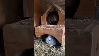Peek a boo! Muis and Luna #guineapighome #guineapig #pets