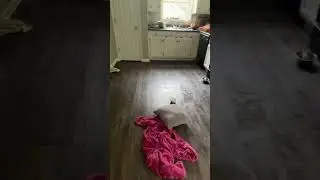Guess who trashed the house 🥲| #dogs #house #disaster #messy #helpme #pls