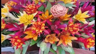 Amazing Tropical Flowers