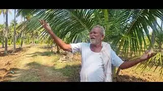 Coconut Former# coconut plantation