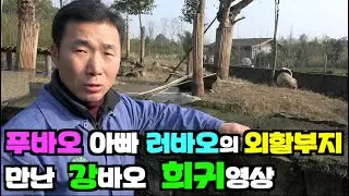[PandaTV-4K] #푸바오 아빠 러바오의 외할부지 판판을 만난 강바오 희귀영상 #푸바오#러바오#강바오