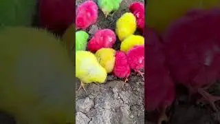 Lovely Hen Baby Chicks 🐤 #colorful #rainbow #chicks #duck #cute