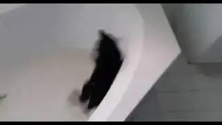 Funny Video - Pussy getting itz goutz