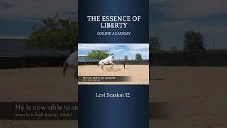 The true essence of Liberty with horses 💕 #libertyhorsemanship #horsemanship #horsetraining