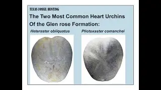 Texas Fossil Hunting   Identify and Find Heterasters and Pliotoxasters from Glenrose Formation