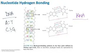 Nucleotide Hydrogen Bonding | Biochemistry