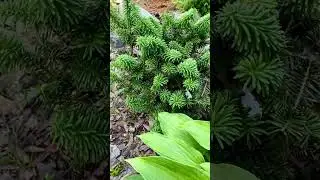 Abies balsamea Nana💚🌲💚 #хвойныйсад #пихта #хвоя #хвойныерастения #сад