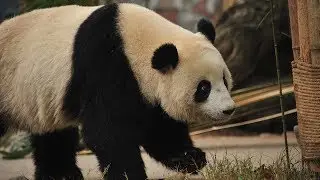 Giant panda Nuan Nuan comes home from Malaysia