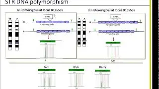 Analyzing STR Profiling