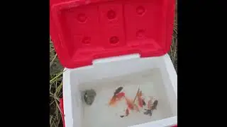 Beautiful Real Catch Fish Collection | American Carp, Guppy, Goldfish & Koi Pond Life