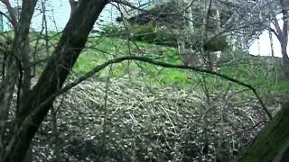 Deer near beaver island