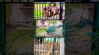 sakkarbaug zoo junagadh | #junagadh #sakkarbaugzoo #junagadhtourism #travel #zoo #yt #explore