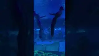 The mermaid show from Guangzhou Zhengjia Polar Ocean World is so shocking！！！#aquarium