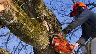 Keeping Trees Neat | St. Pau, MN - Timberline Tree Service