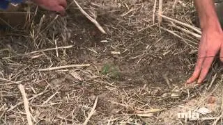 MLA Feedback Episodes | Putting summer-sown legumes to the test