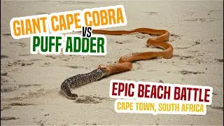 Giant Cape Cobra vs Puff Adder in epic beach battle, Cape Town, South Africa