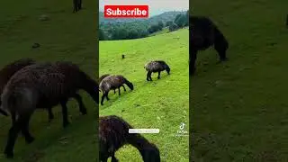 parizad 25 episod#parizad #shortvideo #trending