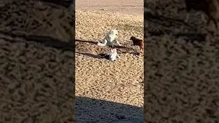 Watch to the end!!!  #dog #roofing #tunnel