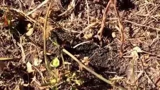 Golden digger wasp, sphex experiment #2