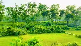 Circular shot of Lush tea garden landscape in Bangladesh with vibrant greenery and trees 4K video