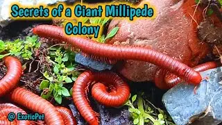 A Close-up look at the unique forest millipede colonies #Nature #ForestMillipede #millipedecolony